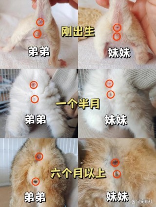 猫猫怎么看公母，一个月小猫公母分辨图？