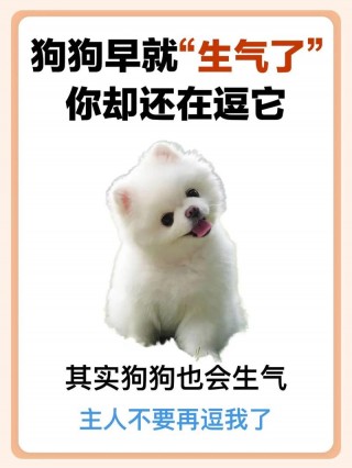 狗狗脾气不好怎么训练？造成狗狗脾气不好（最新）