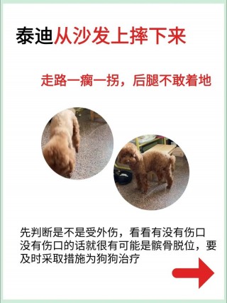 狗狗跌打损伤吃什么药，狗受伤了打什么针？