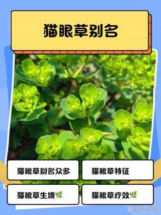 猫猫眼草的作用与用途，猫猫眼草的作用与用途多少钱一斤？