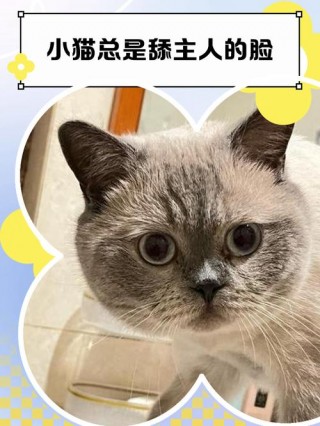 猫咪为什么喜欢舔人，猫咪为什么喜欢舔人的手？