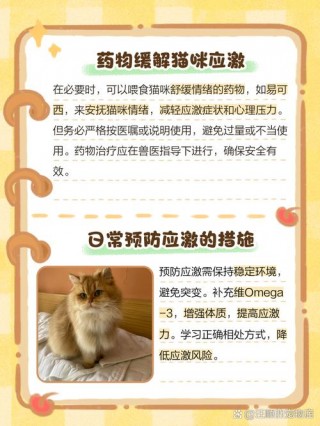 受惊吓的猫咪怎么缓解，（受惊吓的猫咪怎么缓解一下）