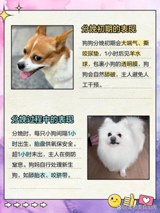 狗狗分娩当天的表现，狗狗分娩当天的表现视频？