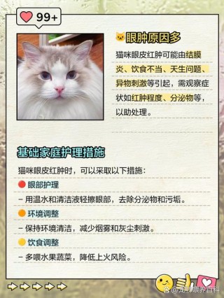 猫咪眼皮上掉毛怎么办？猫咪眼皮掉毛发红（最新）