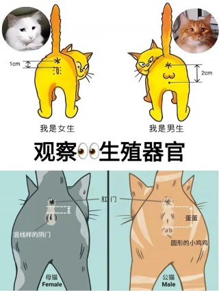 猫咪公母怎么分？猫咪公母怎么分辨图片（最新）
