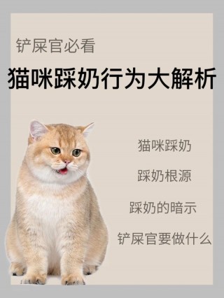 猫咪踩奶代表什么，（猫咪踩奶代表什么心理）