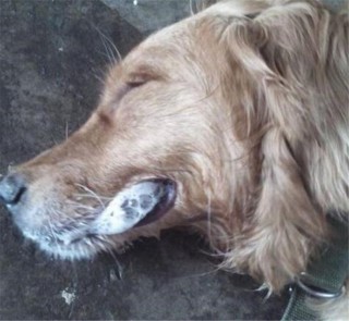 狗狗口吐白沫是怎么回事，狗狗口吐白沫是怎么回事 吃什么药？