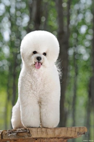 核桃狗狗能吃吗？核桃狗狗能吃吗有毒吗（最新）