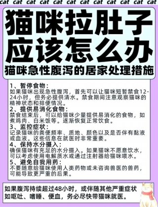 小猫咪拉肚子怎么办？猫咪肠胃不好总拉稀怎么办（最新）