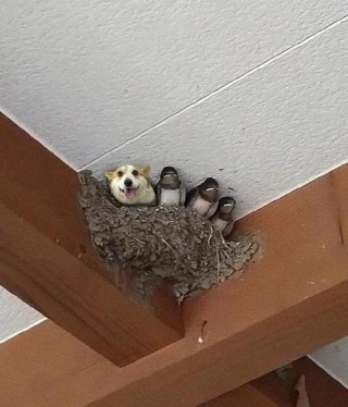 狗狗能吃燕窝吗，（狗狗能吃燕窝嘛）