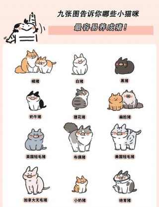 如何给猫咪增肥？怎么帮猫增肥（最新）