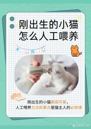 刚出生的小猫咪怎么养，刚出生小猫应该怎么养？