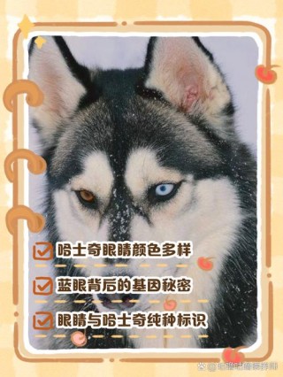 怎么看懂狗狗的眼神？怎么看懂狗狗的眼神图片（最新）