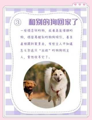 狗狗不愿意回家怎么办，狗不愿回家的预兆？