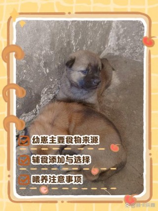 刚出生的狗狗吃什么，刚出生的小狗吃什么比较好？