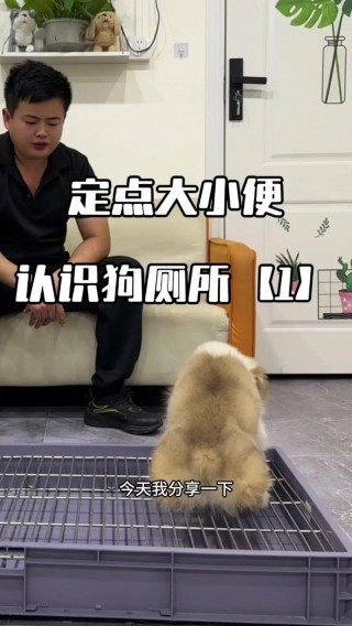 如何让狗狗在外面大小便，（如何让狗狗在外面拉屎）