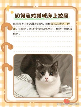 猫咪为什么在床上拉屎，猫咪为什么在床上拉屎拉尿不出来？