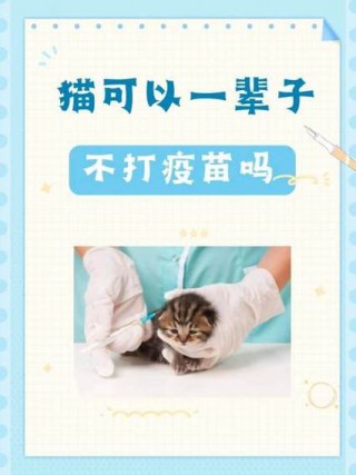猫咪需要打针吗，猫咪需要打针吗有毒吗？