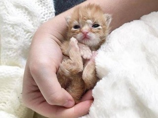 小猫咪几天睁眼，（小猫咪几天睁眼几天走路）