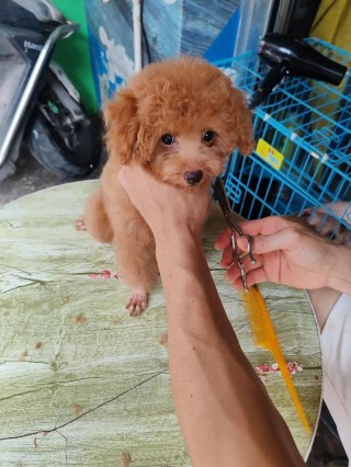 狗狗刚到新家怎么处理，（狗狗刚到新家,一定注意这些问题）