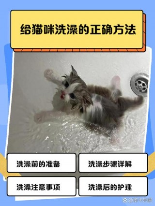 小猫咪怎么洗澡？宠物猫怎么洗澡（最新）