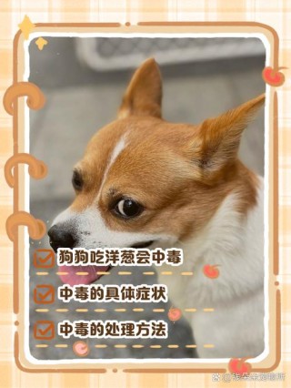 狗狗吃洋葱中毒症状，（狗洋葱中毒,几天会死）