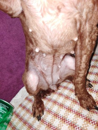 狗狗的怀孕周期，狗的怀孕周期是多少？