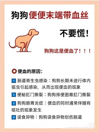 狗狗大便出血怎么回事？狗狗大便出血怎么回事吃什么药（最新）