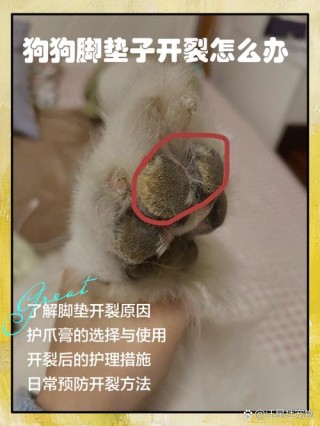 狗狗脚掌裂了怎么办？狗狗脚掌裂开怎么办（最新）