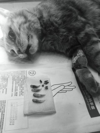 猫咪拔牙多少钱，宠物猫拔牙多少钱？