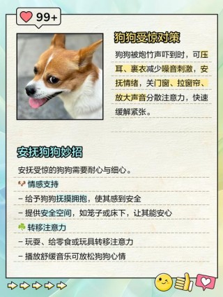 狗狗被吓到了怎么办，狗狗被吓到了怎么办安抚？