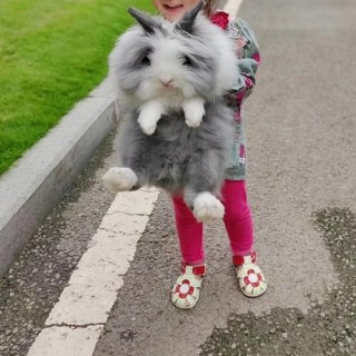 盖脸猫猫兔多少钱一只，（盖脸猫猫兔贵还是不盖脸的贵）