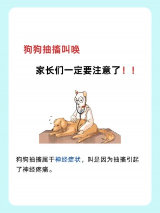 狗狗抽搐的原因？狗狗抽搐的原因和治疗方法（最新）