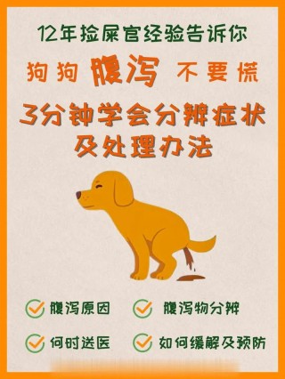 怀孕的狗狗拉稀怎么办，（怀孕的狗狗拉稀怎么办啊）