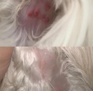 狗狗不长毛有什么办法，狗狗不长毛有什么办法可以长胖？