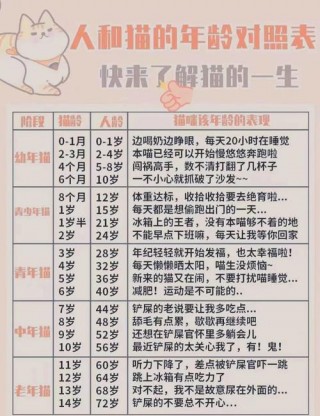 猫咪需要伙伴吗，（猫需不需要伙伴）