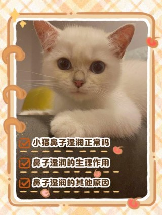 猫咪鼻子不湿润，（猫咪鼻子不湿润且变白）