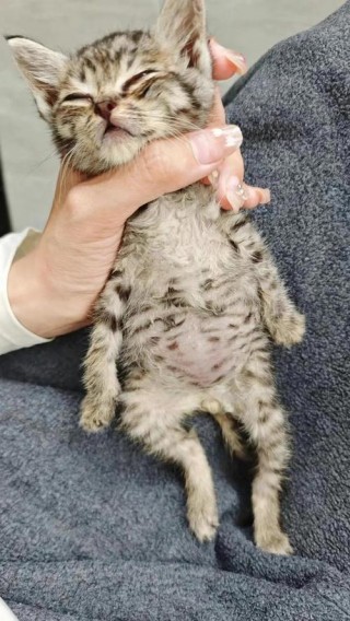 猫咪肚子摸起来有硬块，（猫咪肚子摸着有个鼓起来的地方）