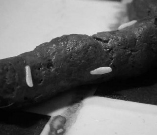 猫咪拉出白色蠕动小虫子？猫拉白色虫子传染人吗（最新）