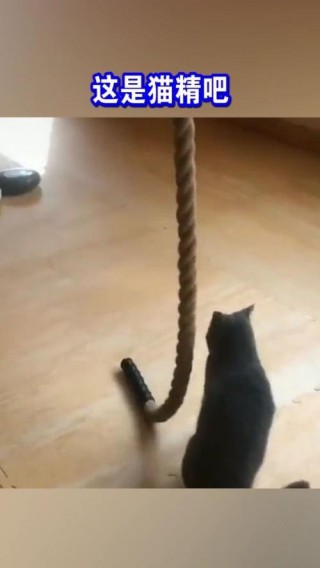 猫咪牵引绳怎么套？猫咪牵引绳怎么套进去（最新）