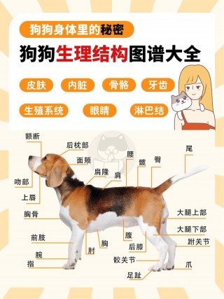 狗狗的身体结构？狗狗的身体结构和作用（最新）