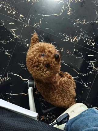 狗狗能喝核桃奶吗，（狗子能不能喝核桃奶）