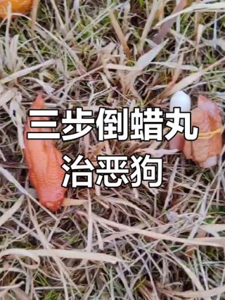 狗狗被咬伤怎么办，（狗狗被咬伤怎么止血）