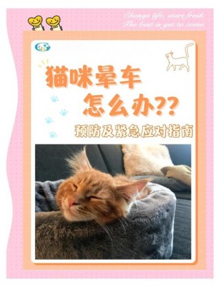 猫咪晕车吐了怎么办，猫咪晕车吐了过后应该怎么弄？