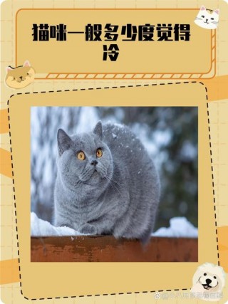猫咪一般多少度觉得冷，（猫咪一般多少度觉得冷23度猫咪会嗜睡吗）