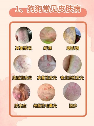 皮肤病狗狗如何治疗，狗狗皮肤病886887管用么？