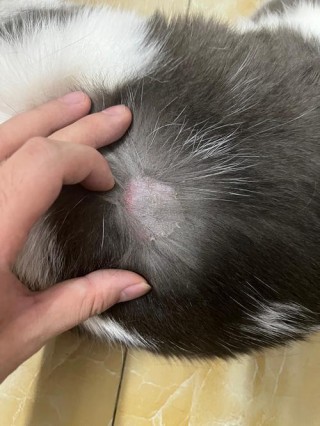 猫咪猫藓多久能好，（猫的猫藓多久能好）