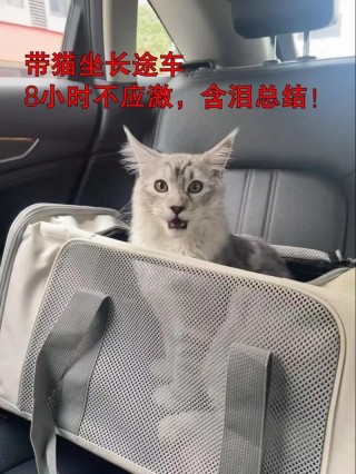 猫咪可以带上大巴吗，猫咪可以带上大巴吗现在？