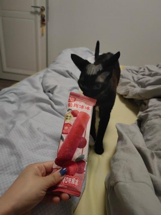猫咪能吃雪糕吗，猫咪可以吃雪糕不？