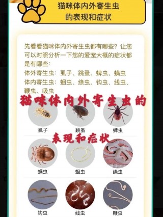 小猫咪身上有跳蚤怎么办，小猫咪身上有跳蚤怎么办图片？